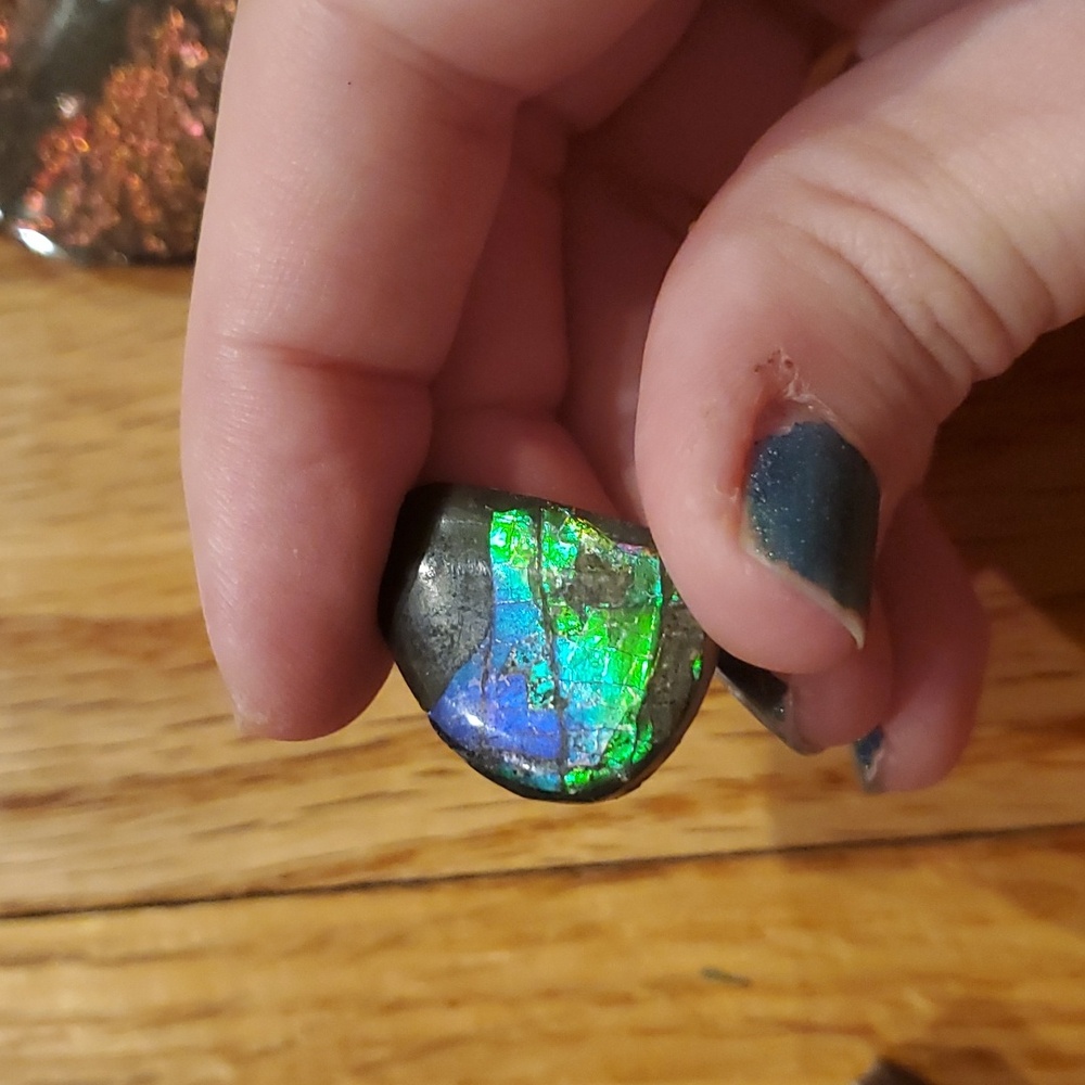 Ammolite fossil lot - Picture 7 of 12